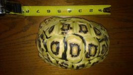 tortoise 4.jpg