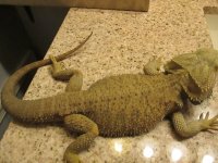 IMG_0081[1].jpg