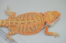 DSC_3373.jpg