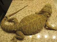 IMG_0084[1].jpg