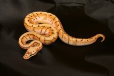 spinnerblast_238f.JPG