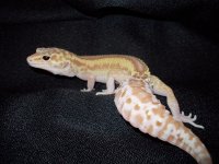 Reptiles (05_30_2014) 020.jpg