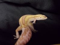 Reptiles (05_30_2014) 016.jpg