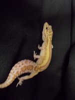 Reptiles (05_30_2014) 018.jpg
