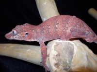 Reptiles (05_30_2014) 052.jpg