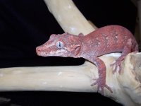Reptiles (05_30_2014) 051.jpg