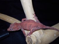 Reptiles (05_30_2014) 053.jpg