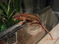 ALL geckos 02-26-14 012.jpg