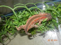 ALL geckos 02-26-14 011.jpg