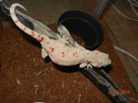 ALL geckos 02-26-14 010.jpg