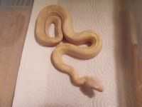 snakes 033.jpg
