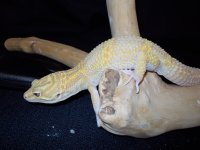 Reptiles (05_30_2014) 106.jpg