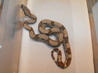 snakes 027.jpg
