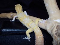 Reptiles (05_30_2014) 108.jpg