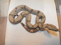 snakes 030.jpg
