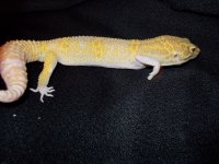 Reptiles (05_30_2014) 109.jpg