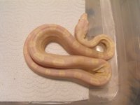 snakes 040.jpg