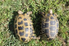 Indotestudo forstenii pair2.jpg
