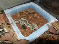 ALL geckos 02-26-14 001.jpg