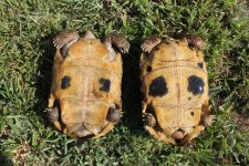 Indotestudo forstenii pair22.jpg