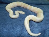albino f1.jpg