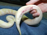 albino f2.jpg