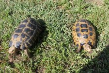 Indotestudo forstenii pair1.jpg