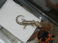 ALL geckos 02-26-14 003.jpg