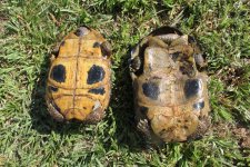 Indotestudo forstenii pair11.jpg