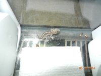 ALL geckos 02-26-14 004.jpg