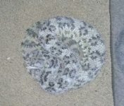 CAM00090-1.jpg