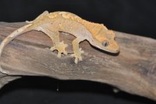 DSC_1106.jpg