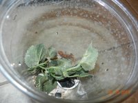 ALL geckos 02-26-14 008.jpg