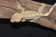 DSC_1101.jpg