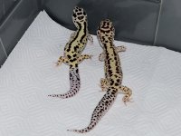 r2pair1.jpg