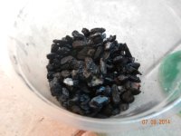 springtail cultures 002.jpg