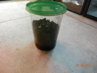 springtail cultures 003.jpg