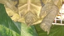 tortoise 8.jpg
