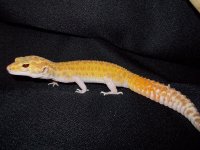 Reptiles (05_30_2014) 026.jpg