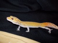 Reptiles (05_30_2014) 025.jpg