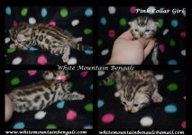 Pink Collar Girl 2 weeks.jpg