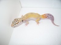 2014 geckos 157.jpg