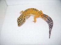 geckos 2014 009.jpg