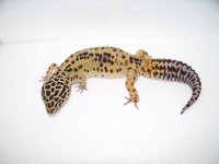geckos 2014 018.jpg