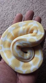 albino.jpg