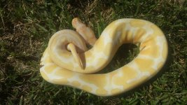 albino2.jpg
