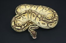 PastelLesser600gFemale.jpg