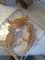 IMG_1373 HG.jpg