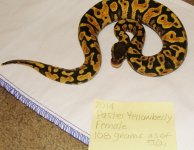 pastel YB female.jpg