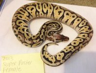 super pastel female.jpg